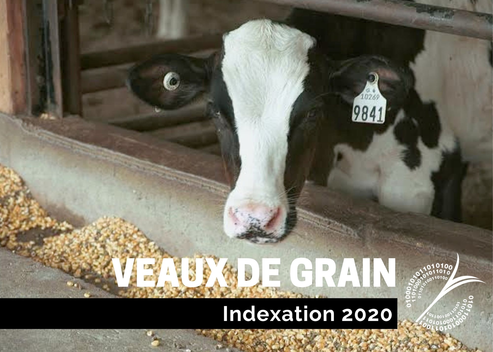 Études de coûts de production : INDEXATION 2020 - VEAUX DE GRAIN